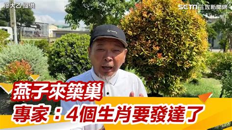 燕子在店門口築巢|燕子築巢＝風水寶地 民俗專家：這「4個生肖」準備在。